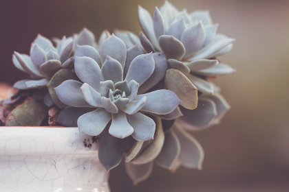 2016里约奥运会乒乓球比赛全程直播精彩回顾 2016里约奥运会乒乓球比赛全程直播精彩回顾