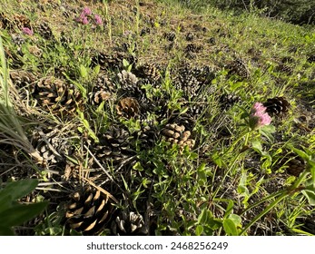 2017年NBA夏季联赛全程直播火热进行中 2017年NBA夏季联赛全程直播火热进行中
