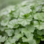 2017中超联赛赛程直播时间表及观看指南 ibf32gg