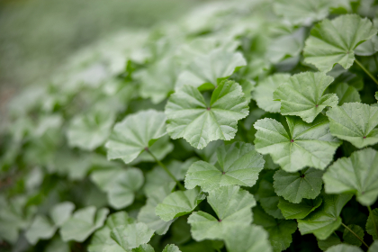 2017中超联赛赛程直播时间表及观看指南 2017中超联赛赛程直播时间表及观看指南